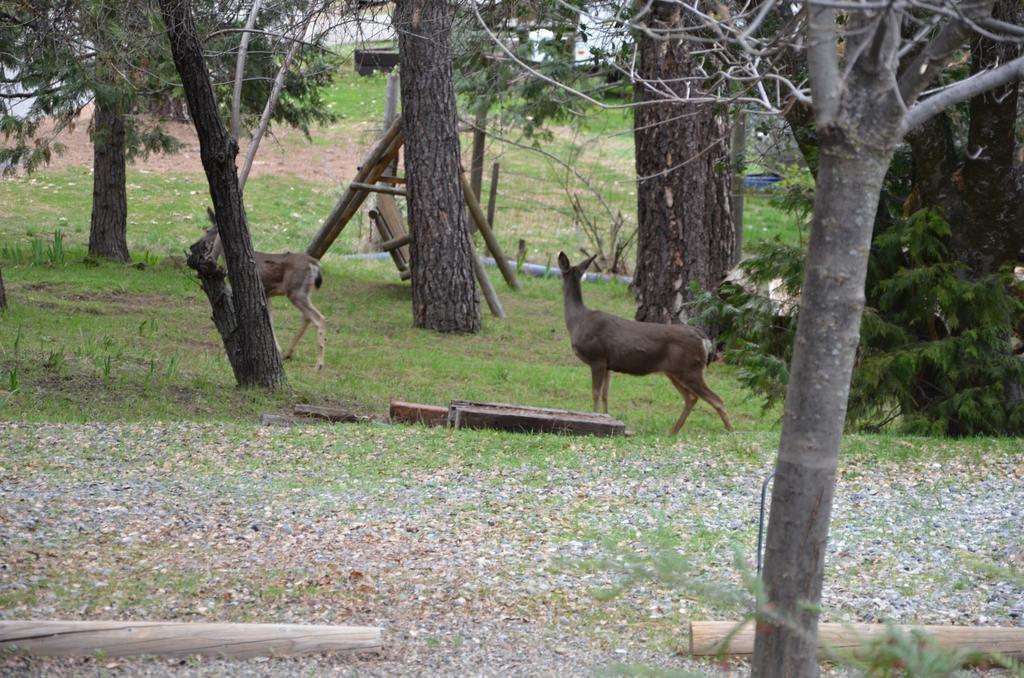 Yosemite Bass Lake House Bass Lake Annex Εξωτερικό φωτογραφία